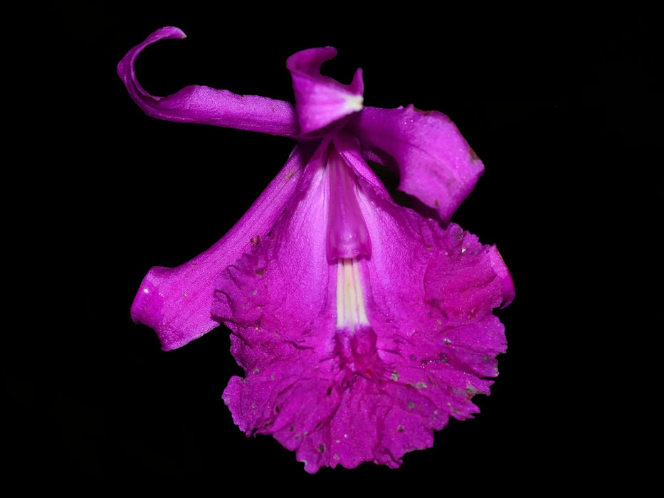 Sobralia kermesina