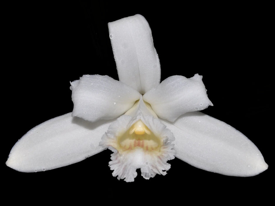 Sobralia kerryae