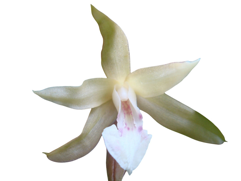 Sobralia lancea