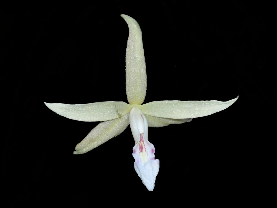 Sobralia lancea