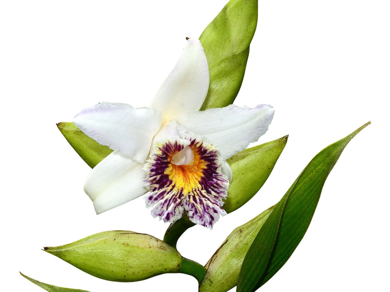 Sobralia luerorum