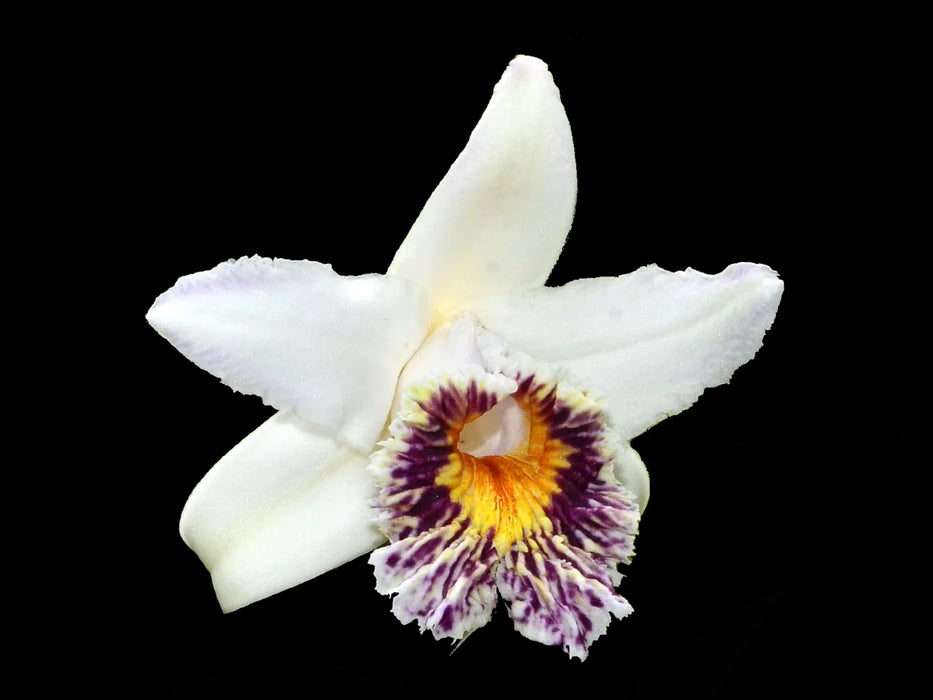 Sobralia luerorum