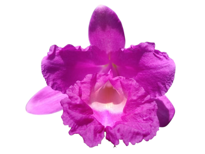 Sobralia macrantha