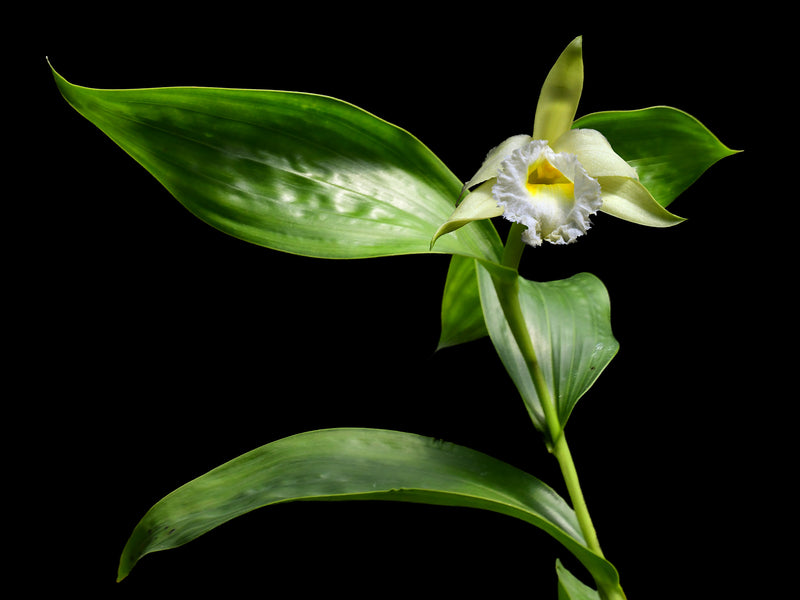 Sobralia macrophylla