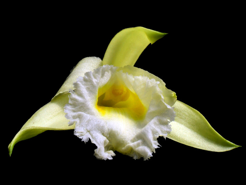 Sobralia macrophylla