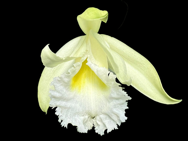 Sobralia macrophylla