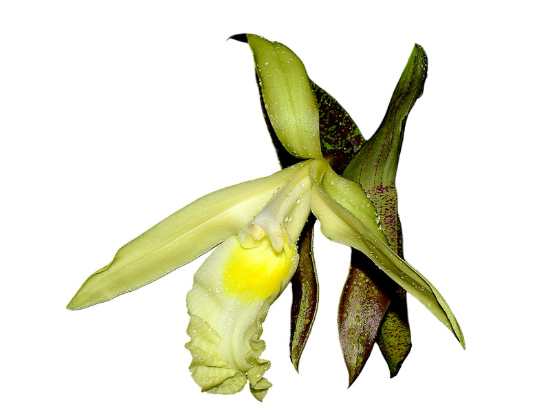 Sobralia madisonii