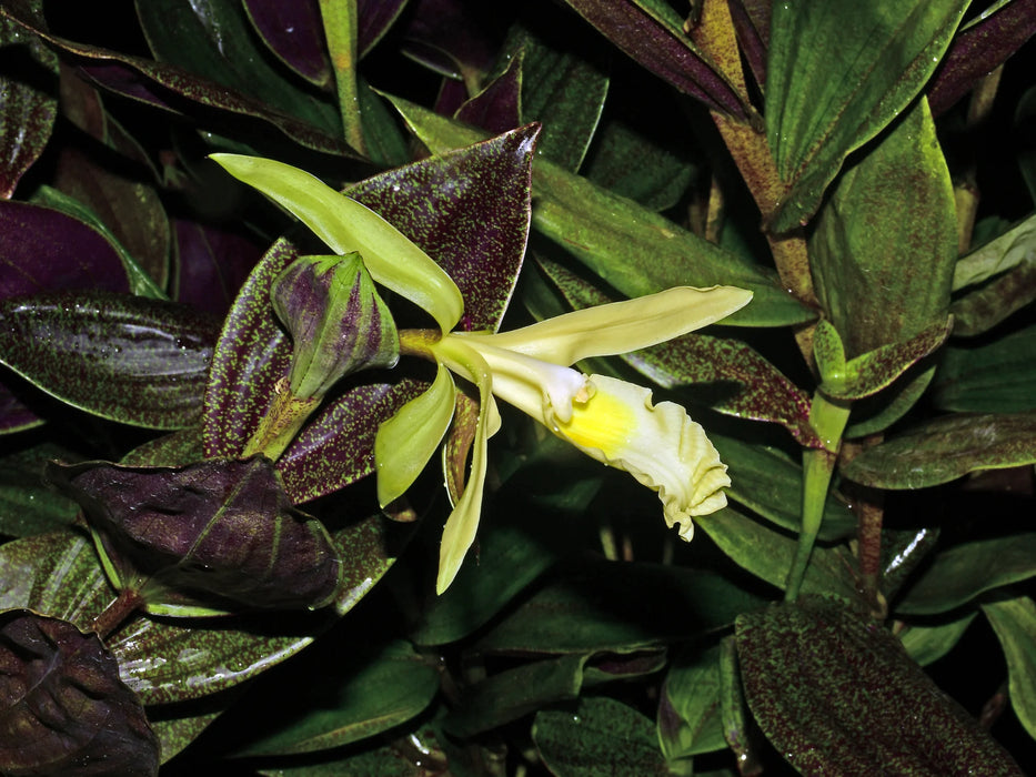 Sobralia madisonii