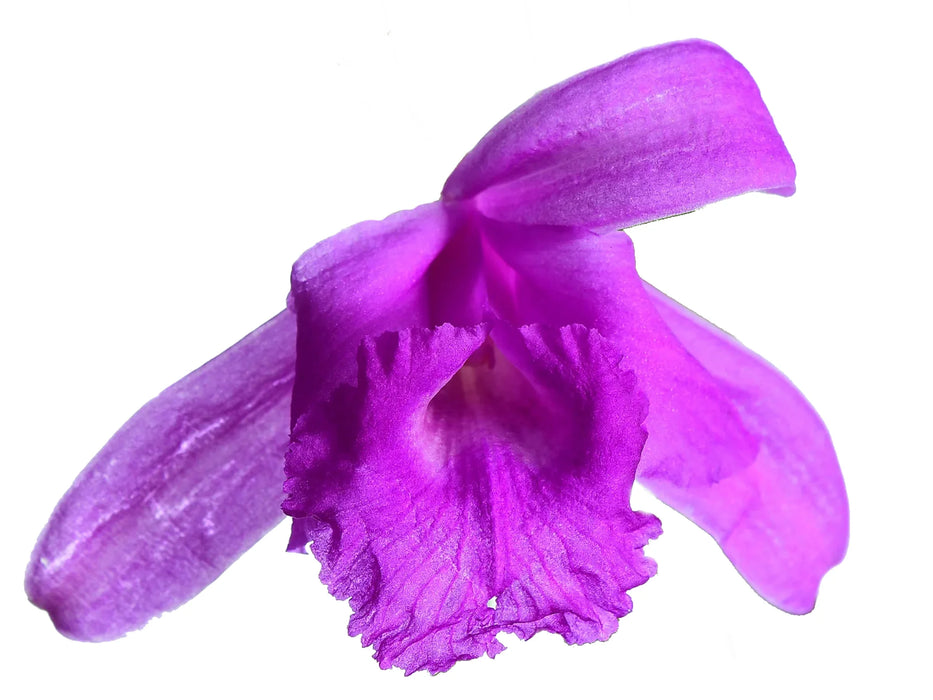 Sobralia paradisiaca