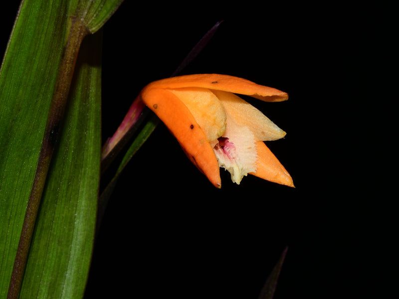 Sobralia persimilis