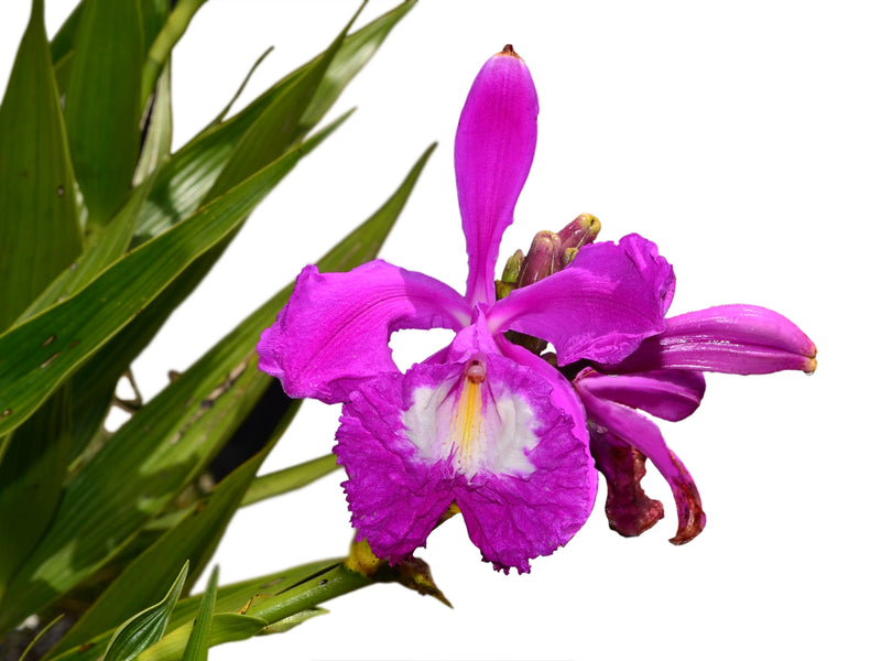 Sobralia portillae