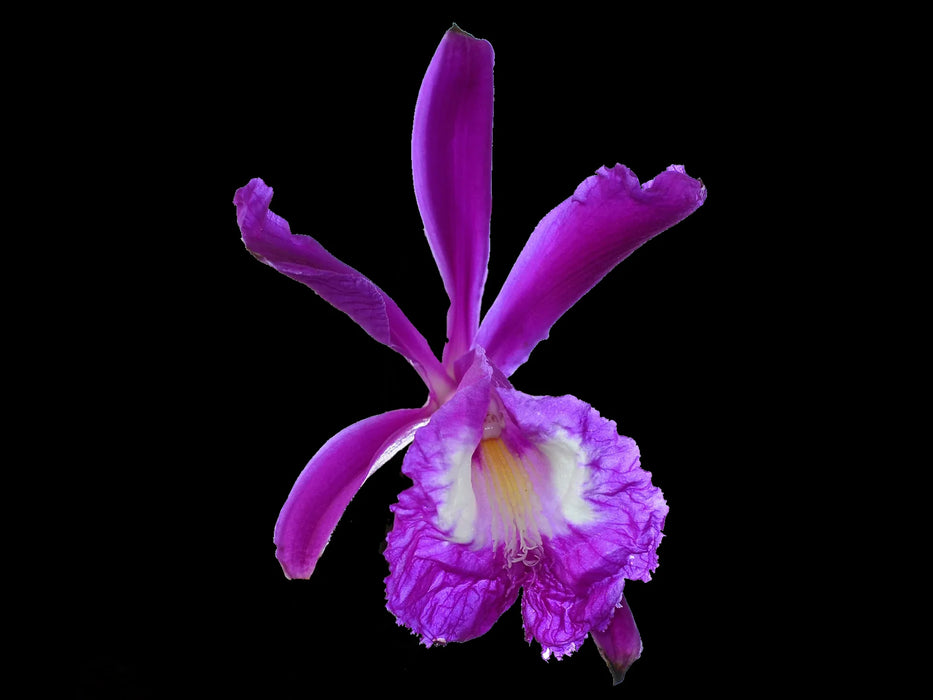 Sobralia portillae