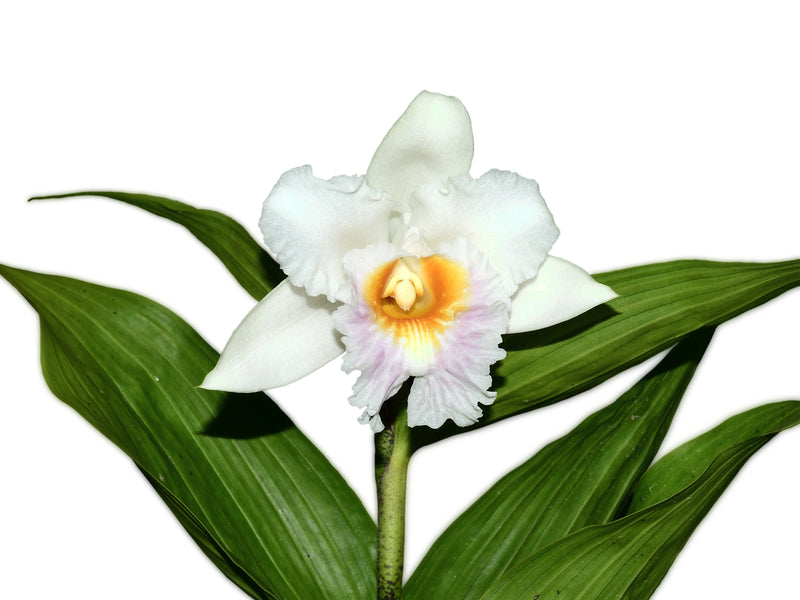 Sobralia powellii