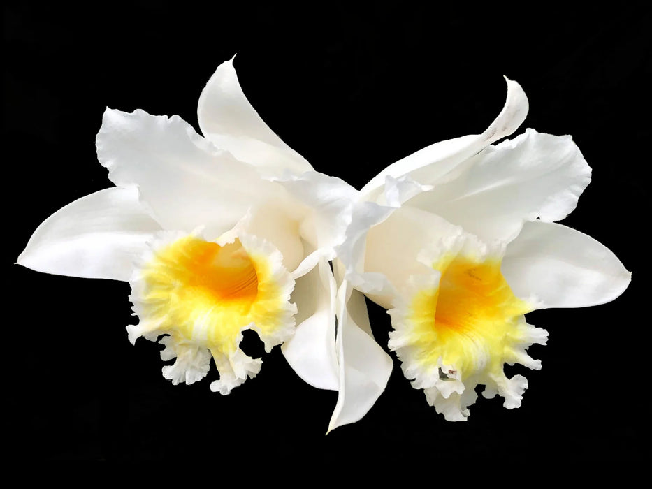 Sobralia powellii