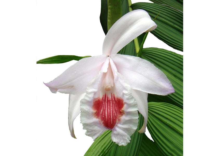 Sobralia pulcherrima
