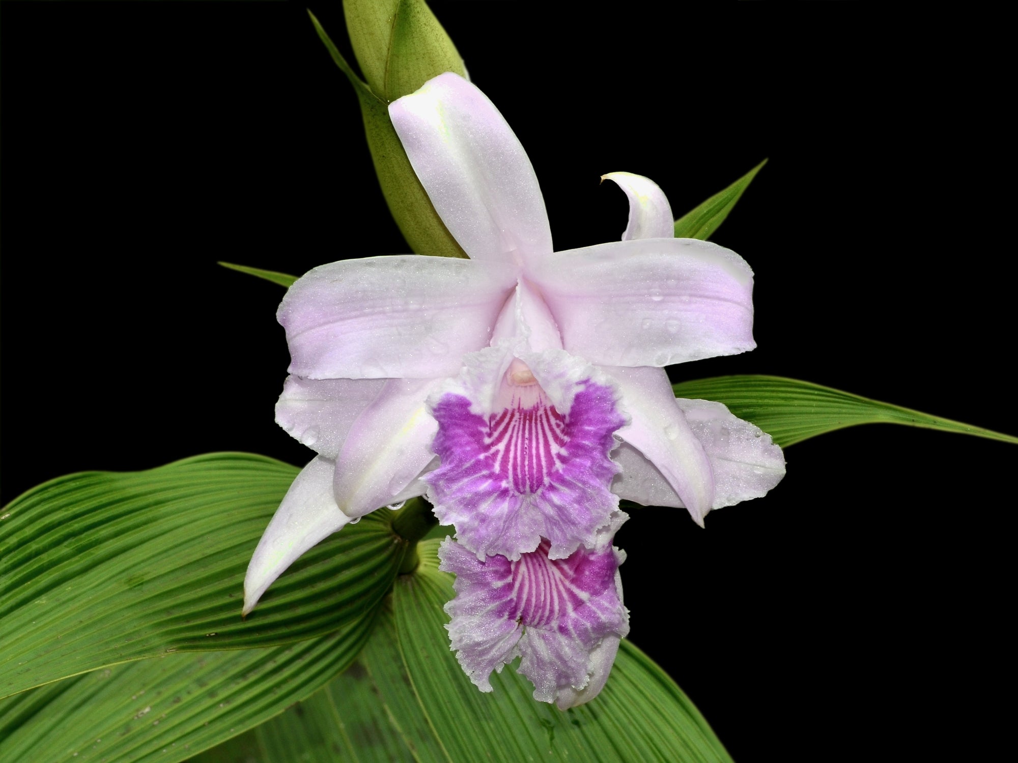 Sobralia rosea — Ecuagenera Orquídeas del Ecuador