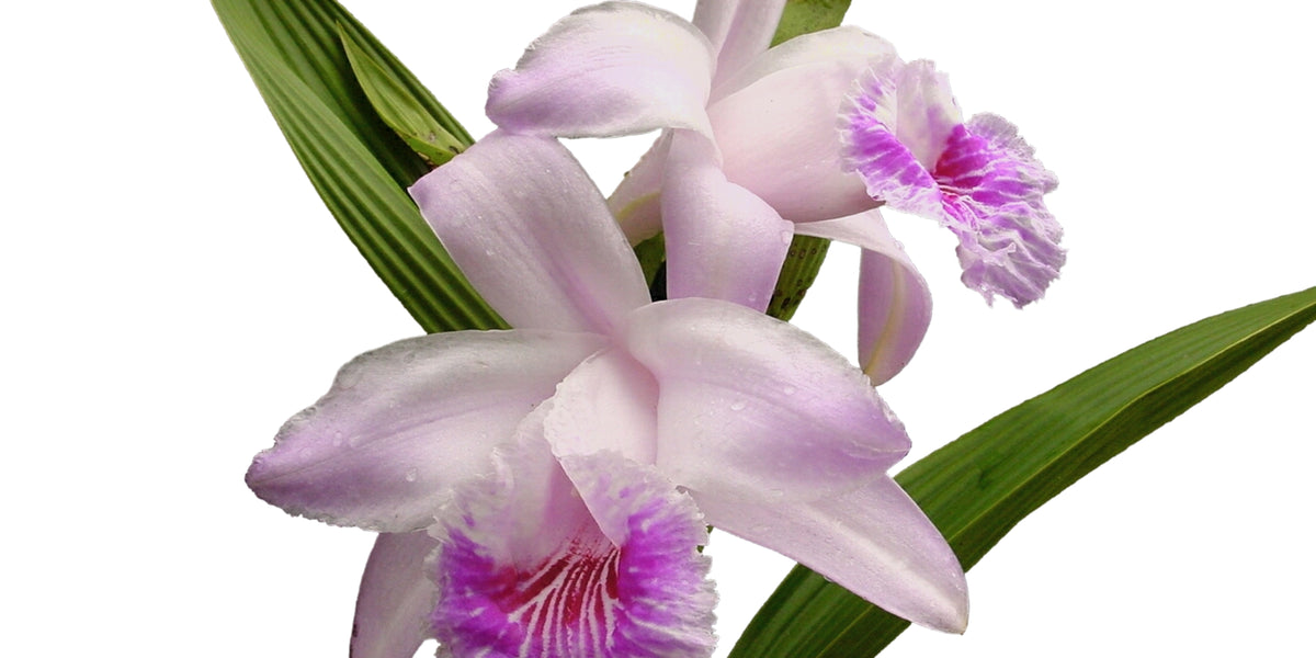 Sobralia_rosea_1200x600_crop_c