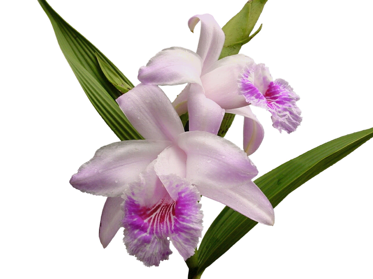 Sobralia_rosea_1200x900.jpg?v=