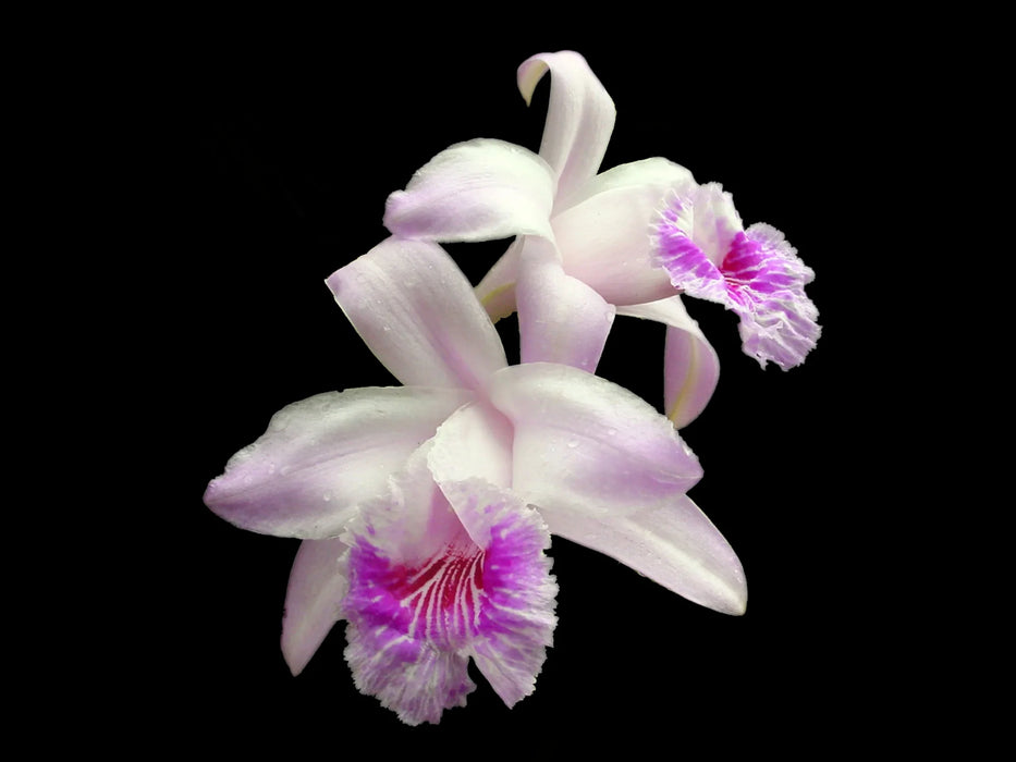 Sobralia rosea