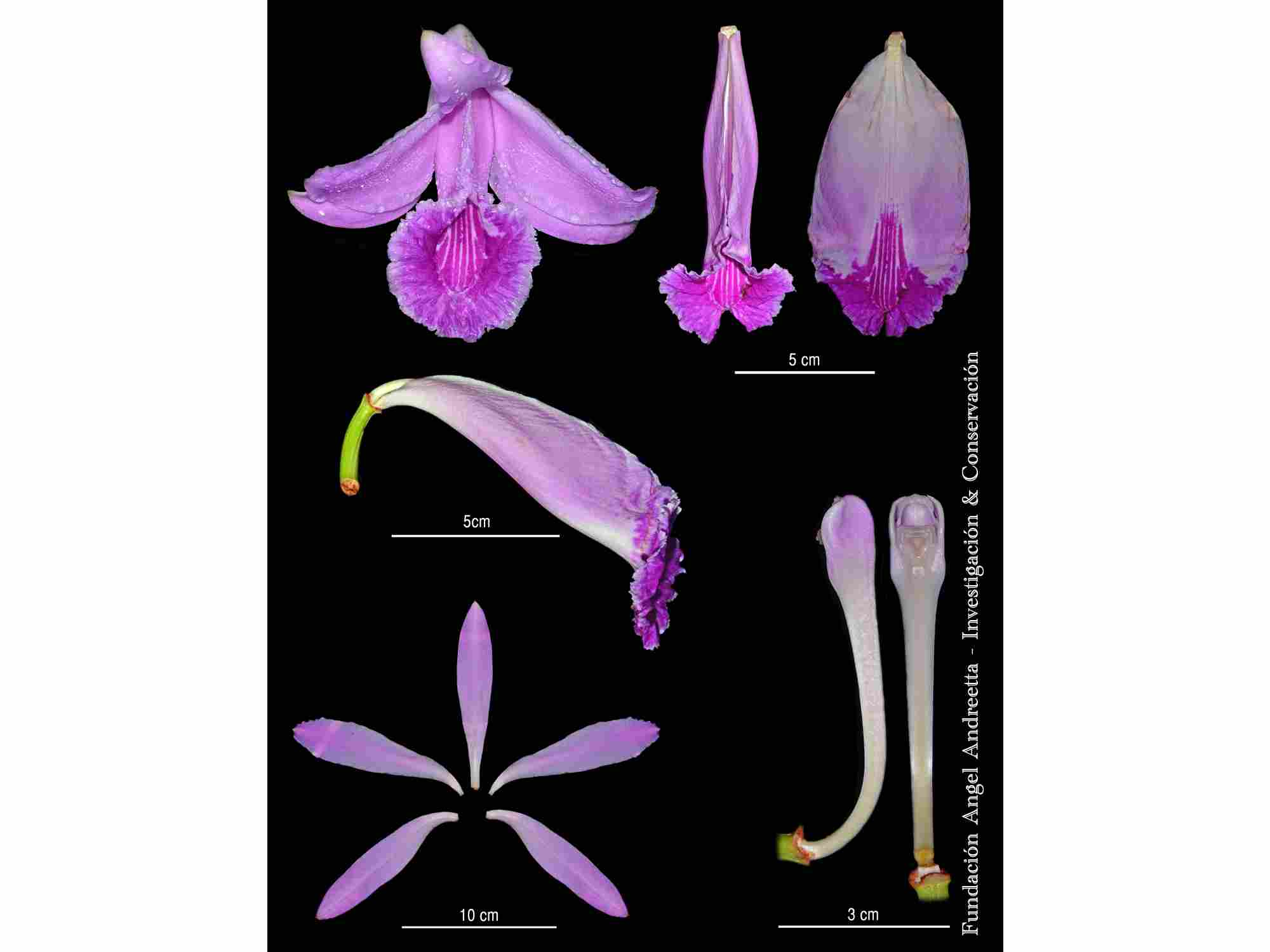 Sobralia rosea — Ecuagenera Orquídeas del Ecuador