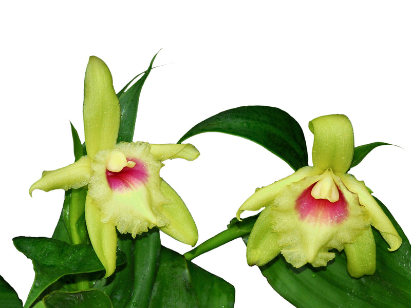 Sobralia turkeliae