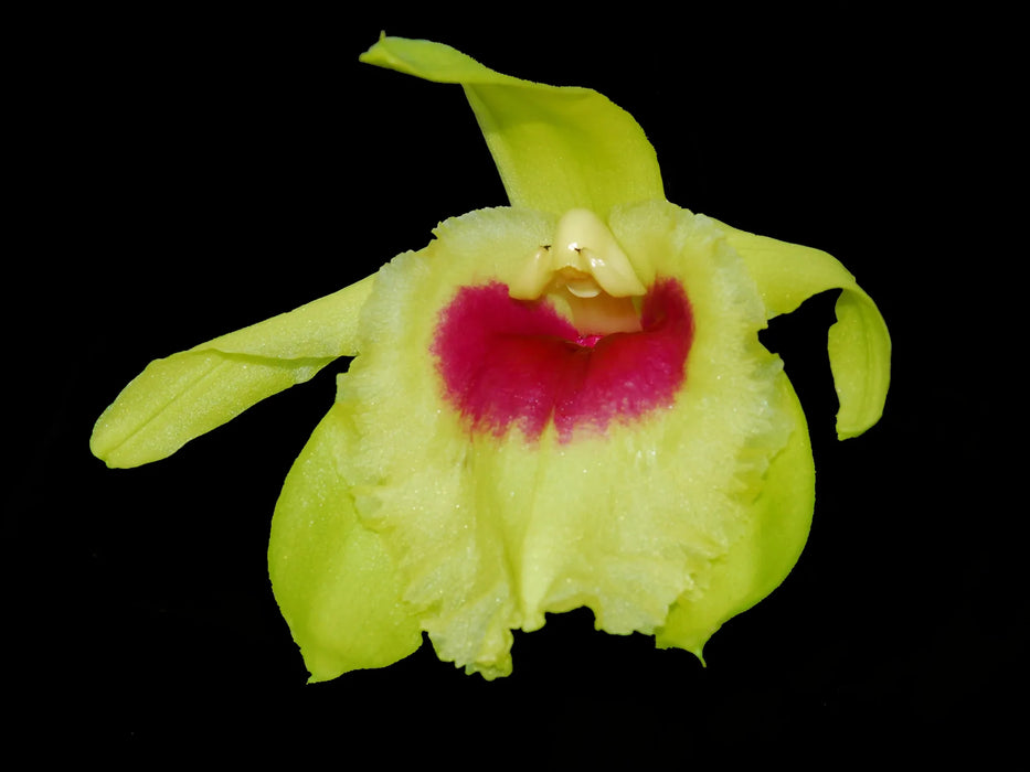 Sobralia turkeliae