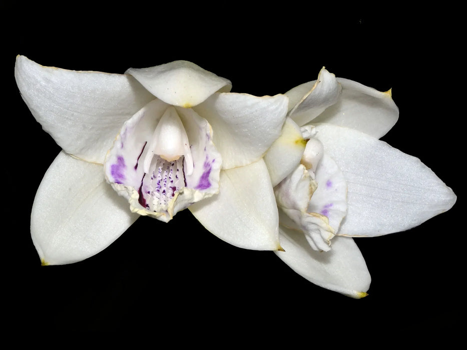 Sobralia undatocarinata