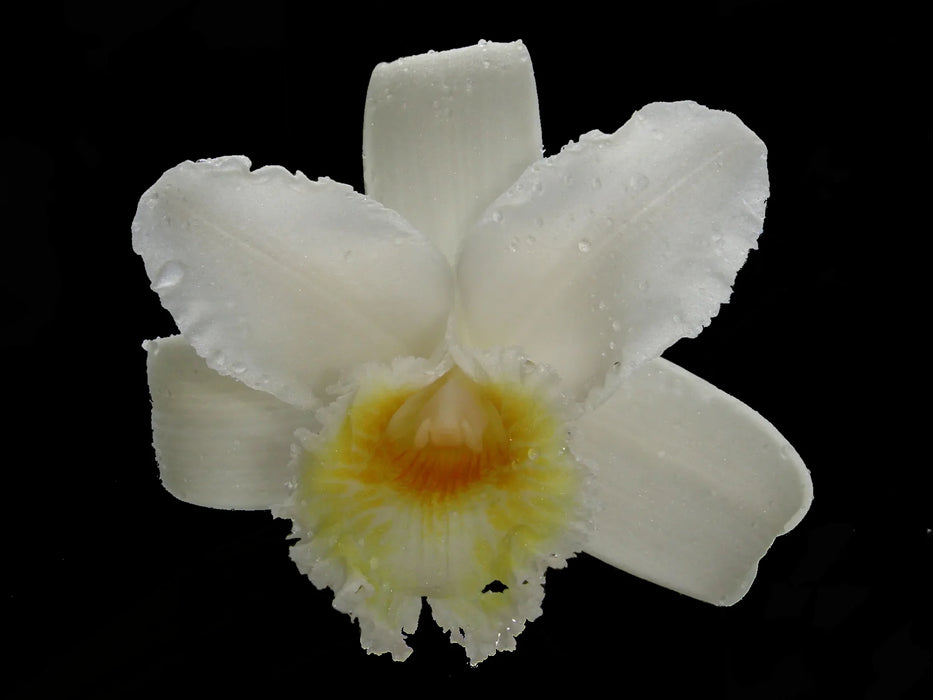 Sobralia virginalis