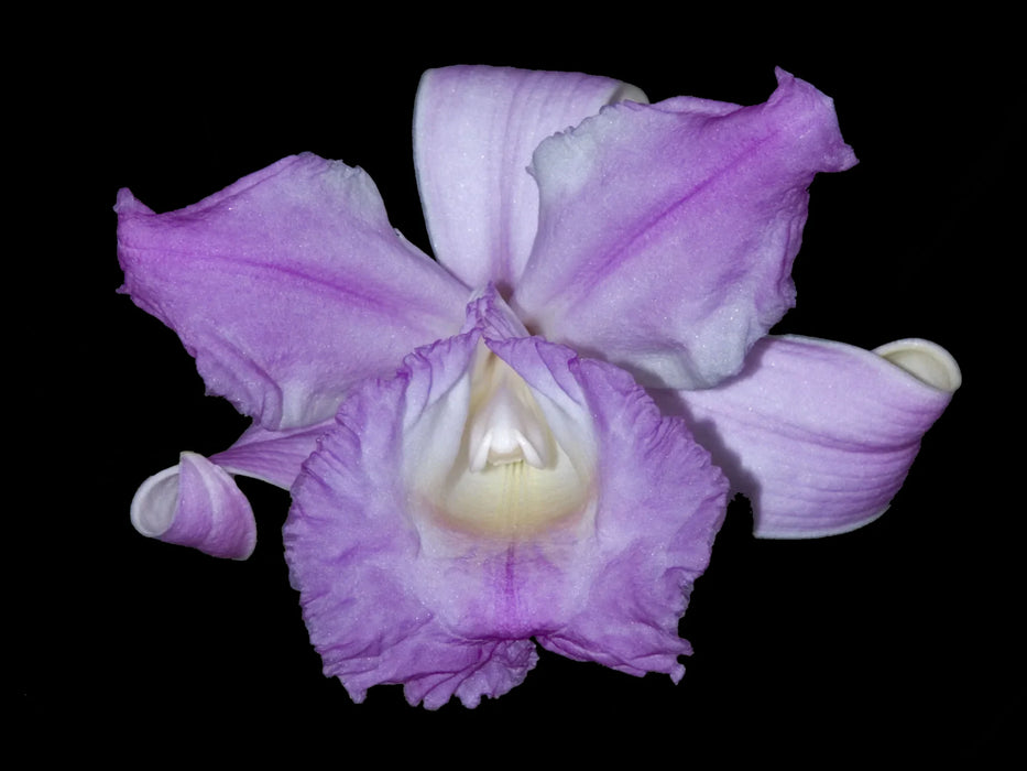 Sobralia warszewiczii