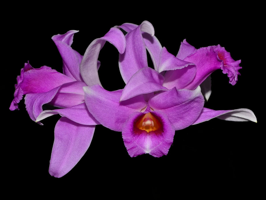 Sobralia yauaperyensis