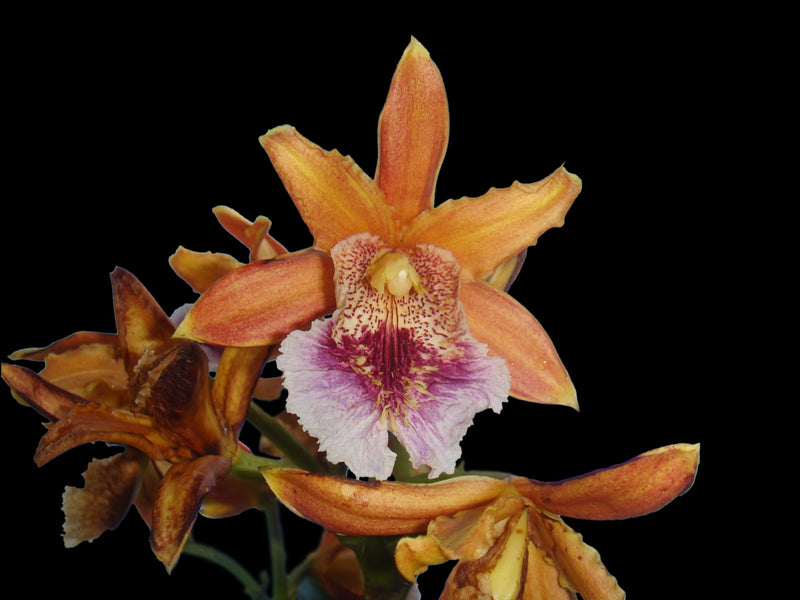 Sobralia hirtzii