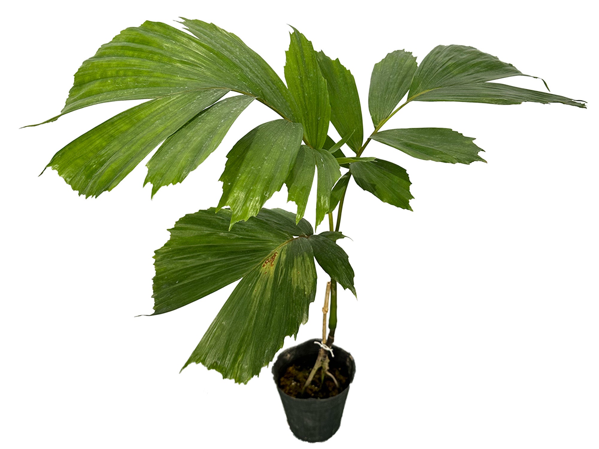 Socratea exorrhiza