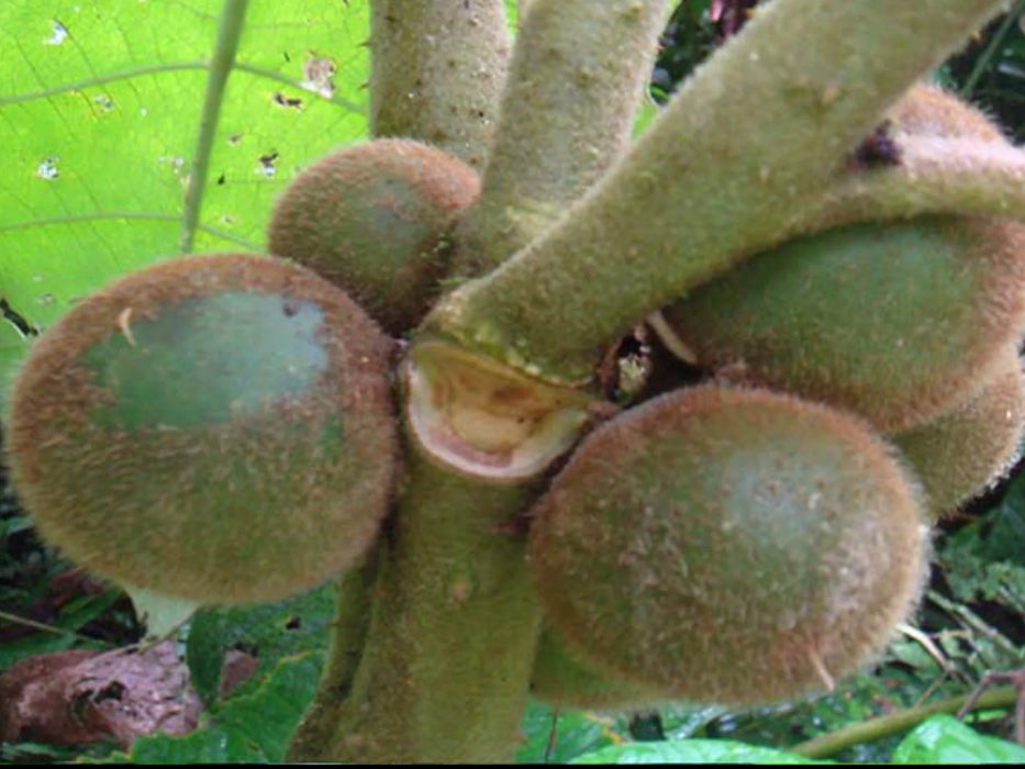 Solanum quitoense