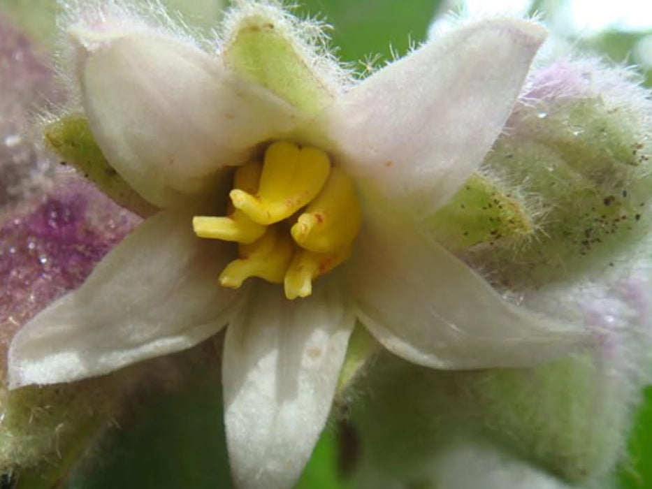 Solanum quitoense