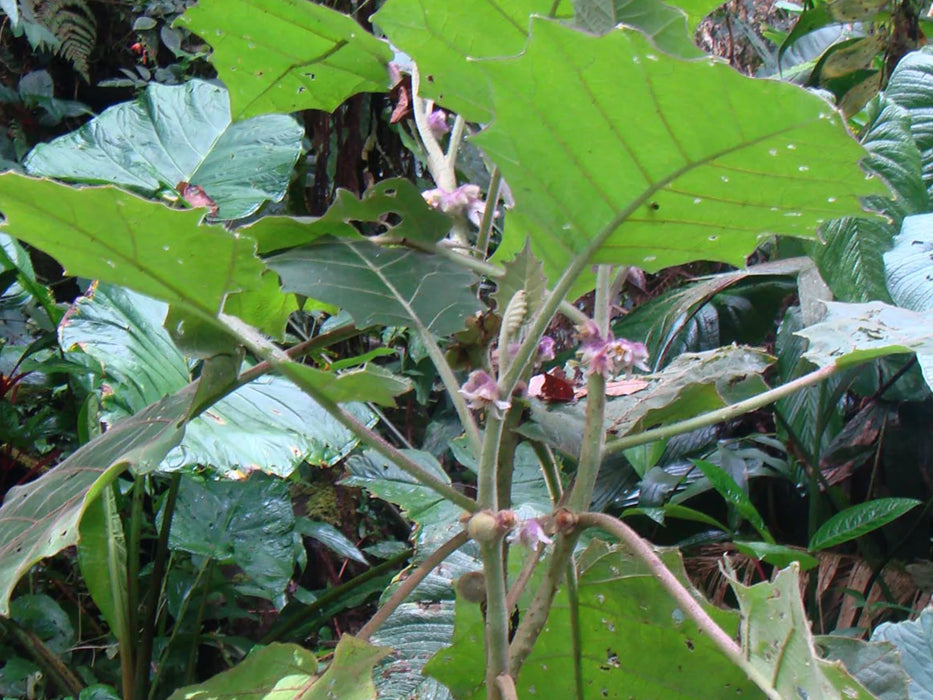 Solanum quitoense