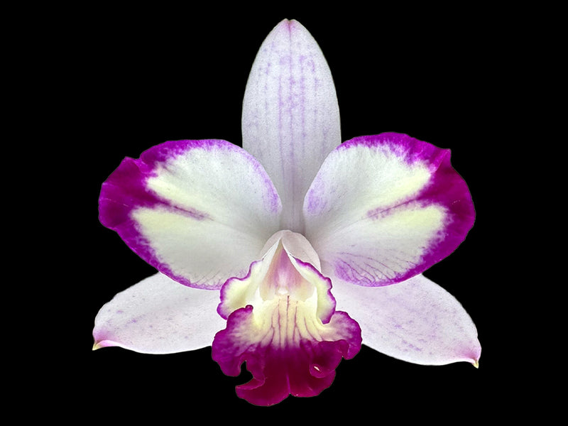 Sophrocattleya Stone Well Intermedia x Sc. Beautiful