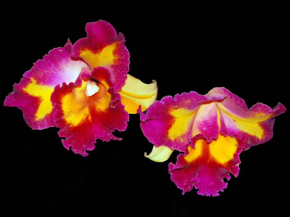 Sophrolaeliocattleya Angel Eyes