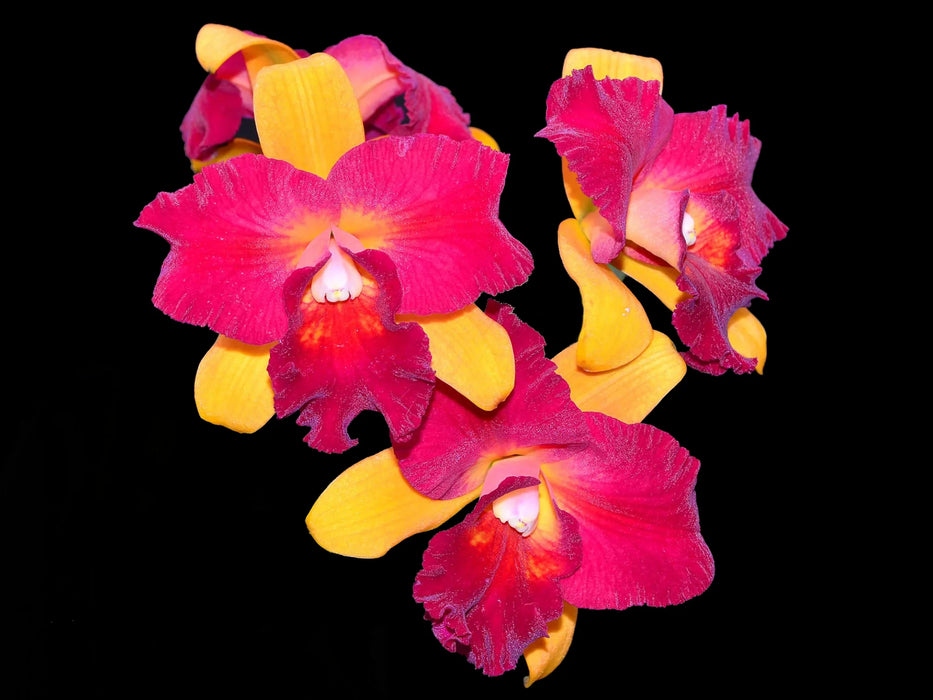 Sophrolaeliocattleya Hirota "Ruby Crown"