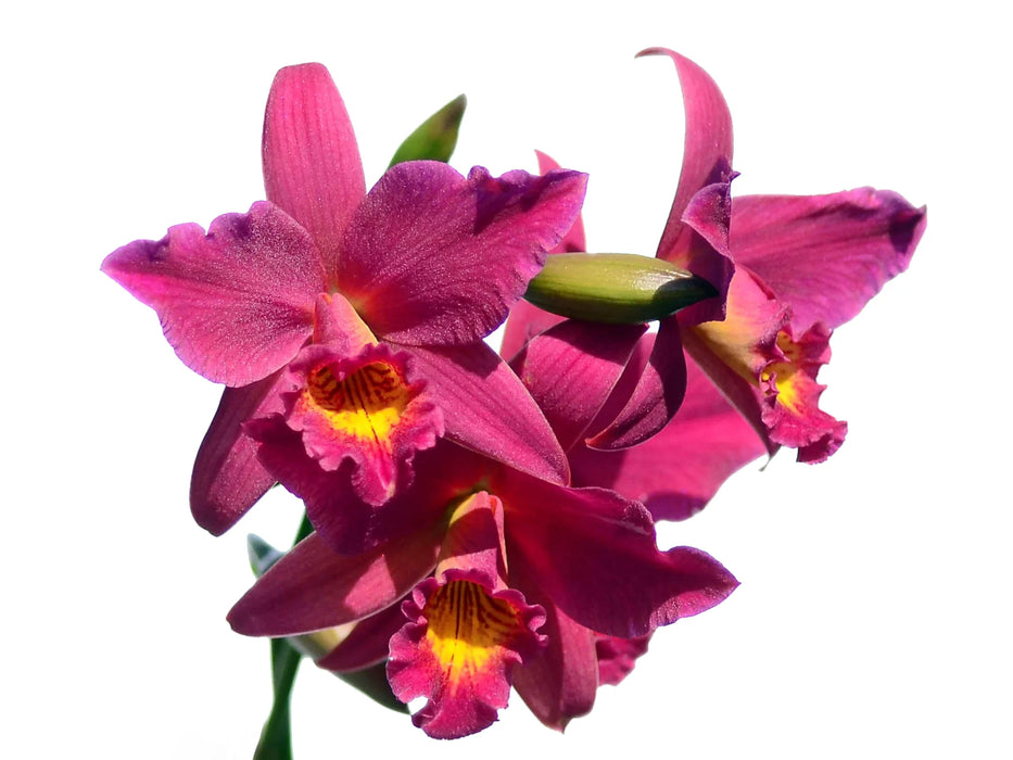 Sophrolaeliocattleya Hsin Buu Lady 'Red Beaty' h00367