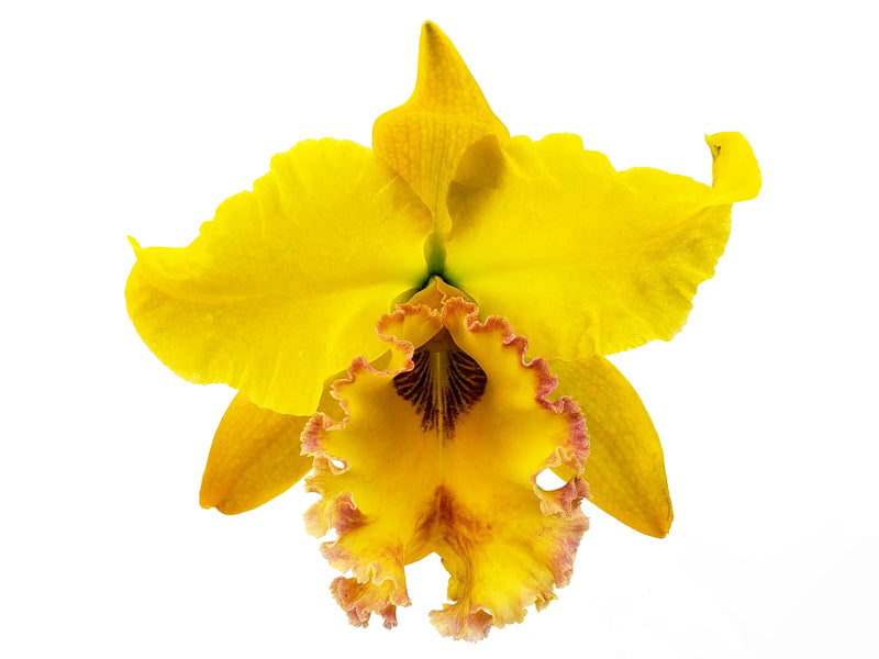 Sophrolaeliocattleya Hwa Yuang Star ' Pink Gilr' h00146