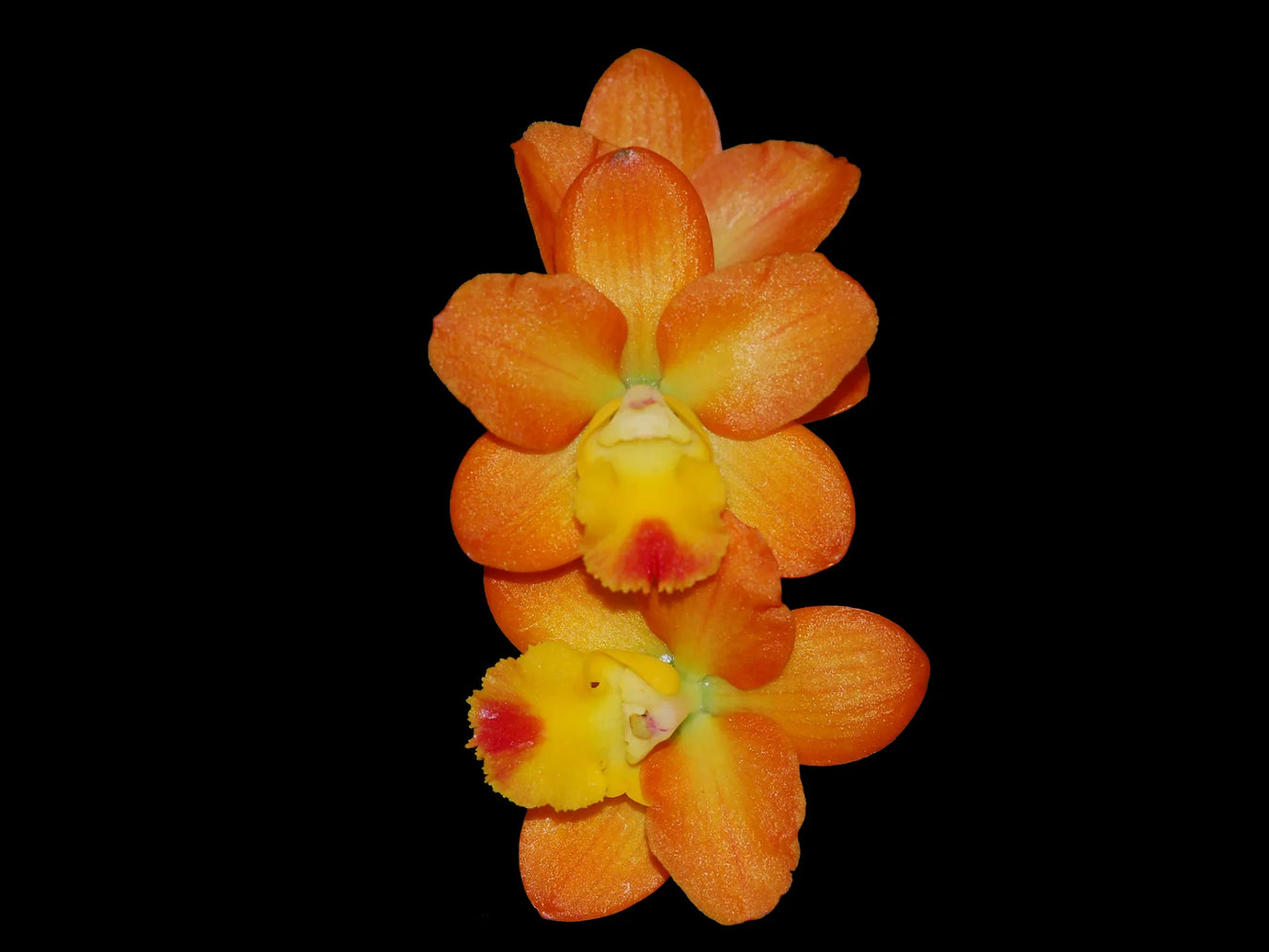 Sophrolaeliocattleya