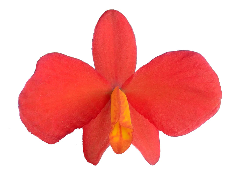 Cattleya dichroma