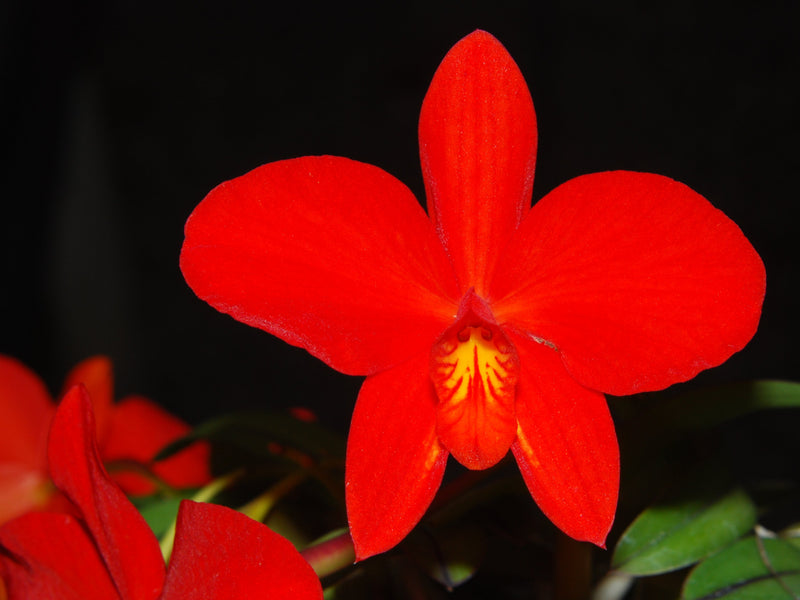 Cattleya coccinea