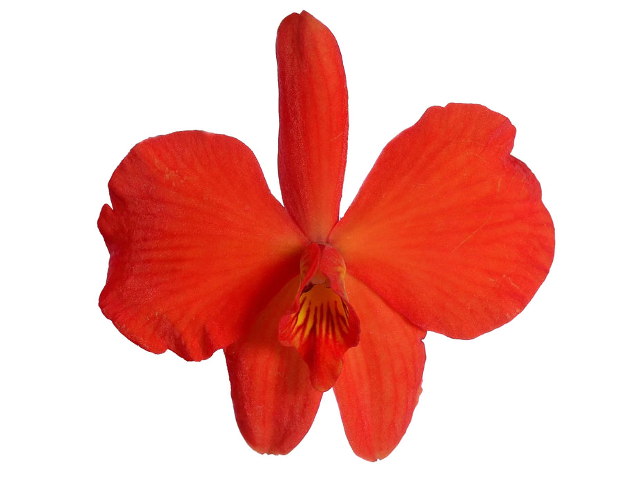 Sophronitis coccinea