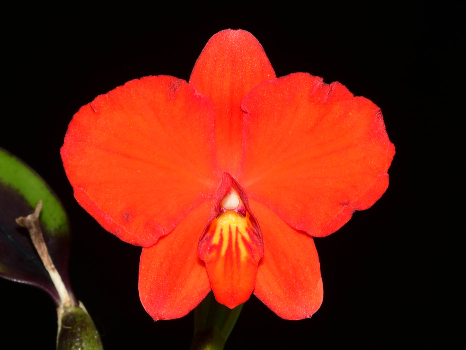 Sophronitis coccinea 'Gigi' x Sophrontis coccinea