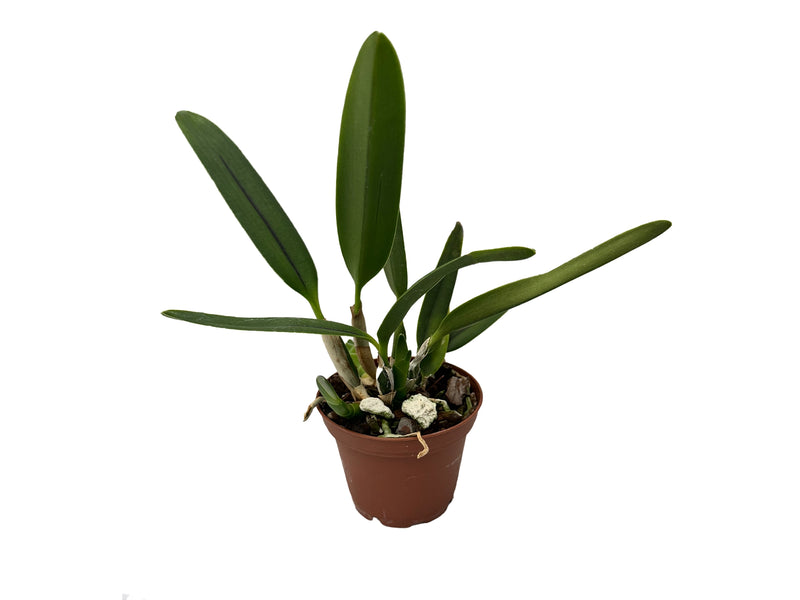 Cattleya coccinea 'Tokio'