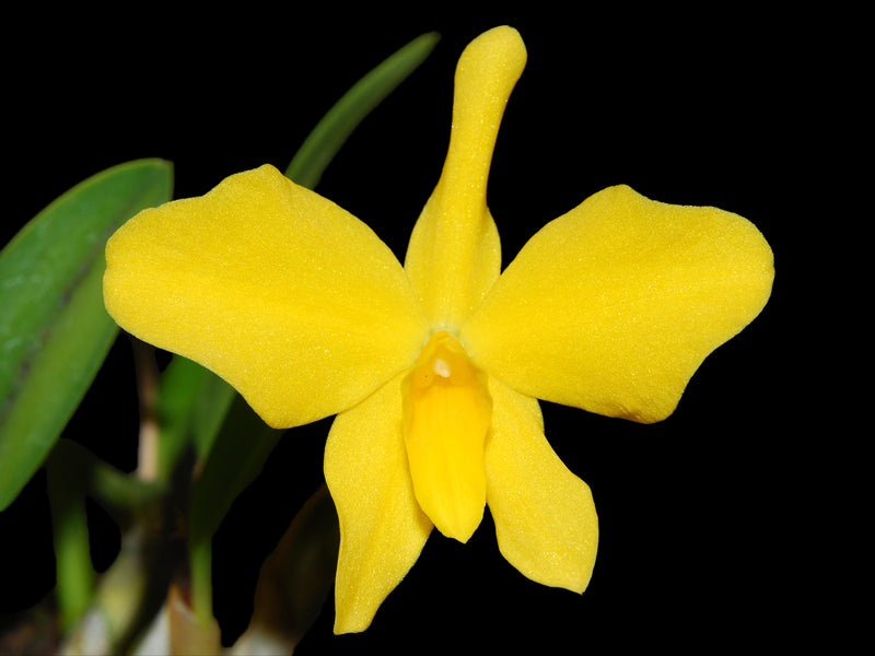 Cattleya coccinea f. xanthina