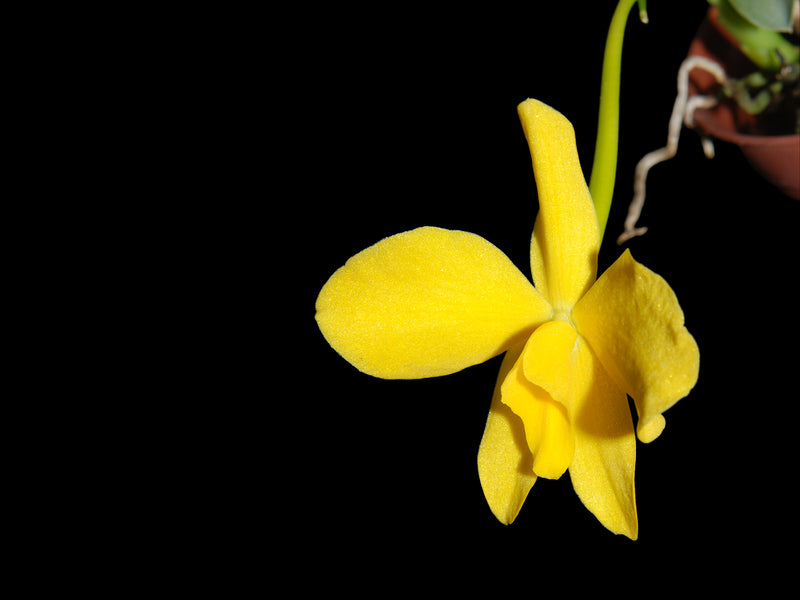 Cattleya coccinea f. xanthina