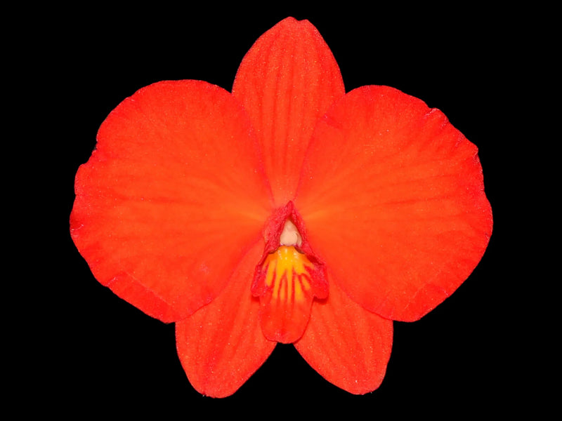 Cattleya coccinea round form