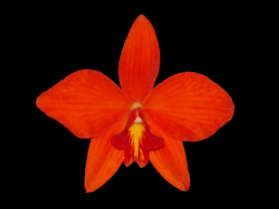 Sophronitis coccinea special x Laelia harpophylla